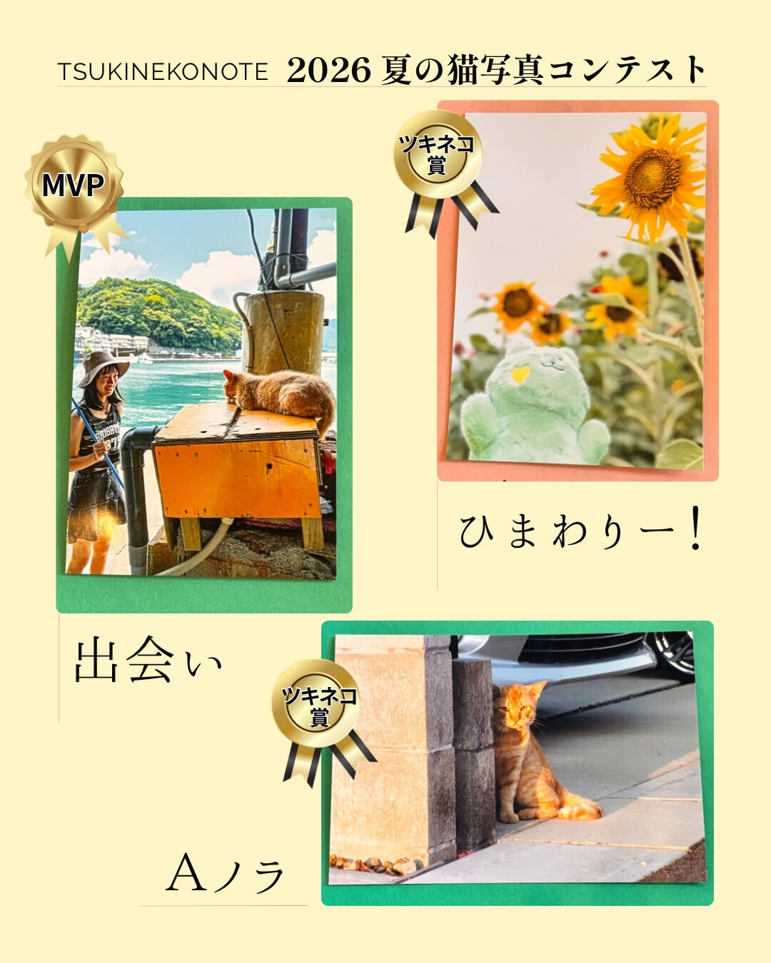 夏の猫写真コンテスト🐱🏖☀️
